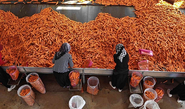 55 bin dekarlık alanda havuç hasadı başladı
