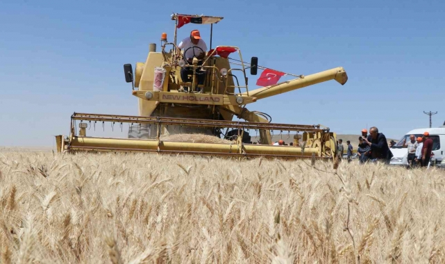 Aksaray'da halis ekmeklik buğdayın deneme ekiminin hasadı yapıldı