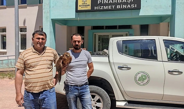 Derebucak'ta yaralı bulunan kızıl şahin koruma altına alındı