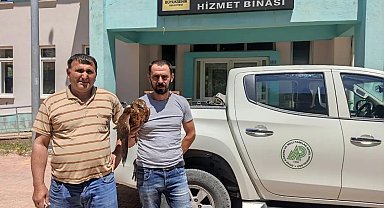 Derebucak'ta yaralı bulunan kızıl şahin koruma altına alındı