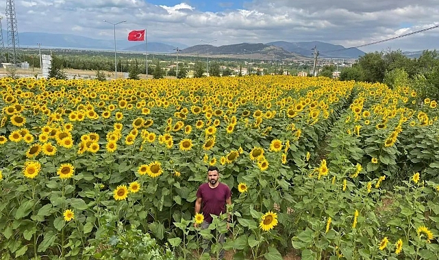 Hüyük'te ayçiçeği ekili alanlarda çayır tırtılı çalışmaları sürüyor