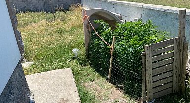 Müstakil evin bahçesinde kenevir ele geçirildi