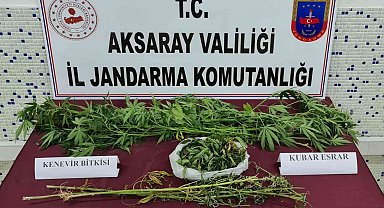 Bahçesinde kenevir yetiştirip satan şüpheli yakalandı