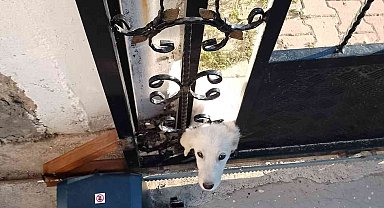 Demir kapıya başı sıkışan köpeği itfaiye ekipleri kurtardı