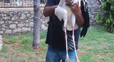 Yaralı leylek koruma altına alındı