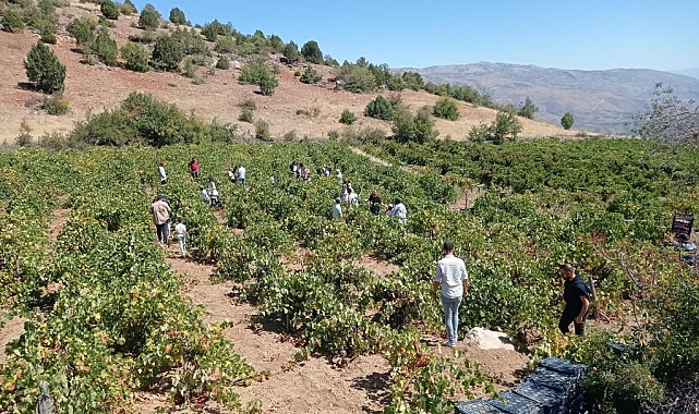Konya'da bağ bozumu şenliği