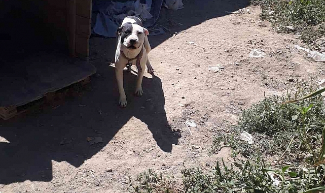 Konya'da pitbull besleyen şahsa 14 bin 982 lira ceza