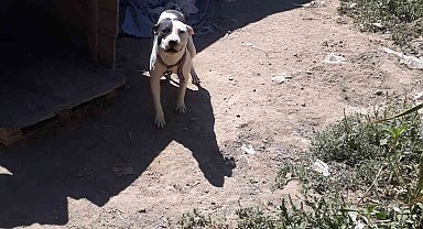Konya'da pitbull besleyen şahsa 14 bin 982 lira ceza