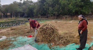 Bu mahallede yetiştirilen susam tahin üreticilerinin gözdesi