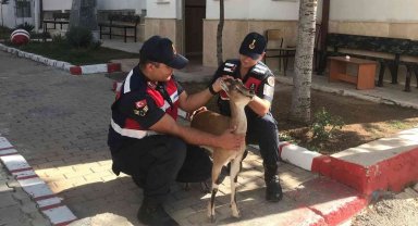 Karaman'da hasta yaban keçisi koruma altına alındı