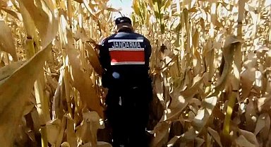 Mısır tarlasında yetiştirdikleri kenevirle esrar üretip ticaretini yaptılar