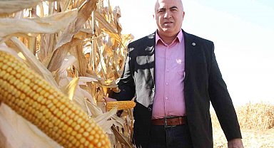 Karaman Ovasında yemlik mısır hasadı başladı