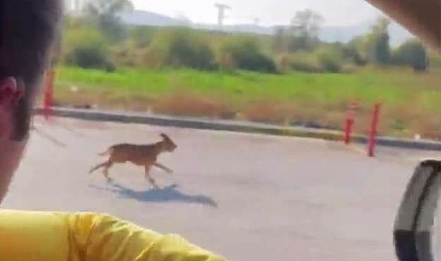 Pitbull cinsi köpeği sokağa terk eden şahsa 40 bin 860 lira ceza