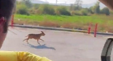 Pitbull cinsi köpeği sokağa terk eden şahsa 40 bin 860 lira ceza