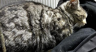 Hasta kedi Akşehir Belediyesi tarafından iyileştirildi
