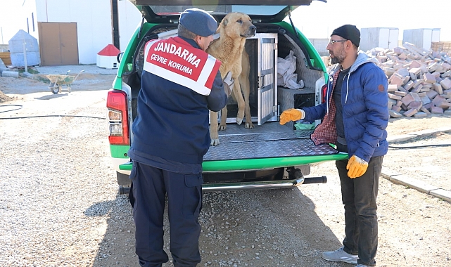 Karaman'da yaralı köpek koruma altına alındı