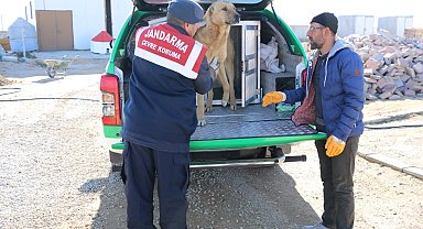 Karaman'da yaralı köpek koruma altına alındı