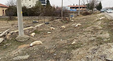 Konya'da otlayan 50'dan fazla koyun telef oldu