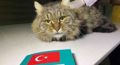 Türkiye'de 629 bin 165 sahipli hayvana çip takıldı