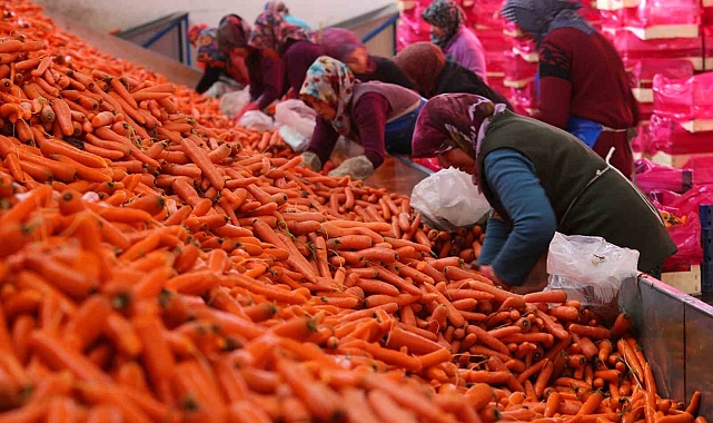 Ocak ayında elle sökümü yapılan havuç, dünya pazarına hazırlanıyor