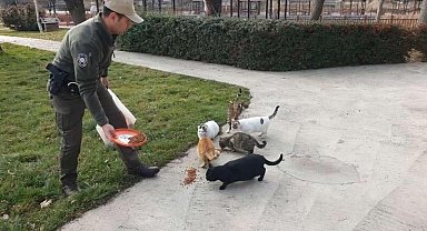 Sokak hayvanlarına HAYDİ ekipleri müdahalesi