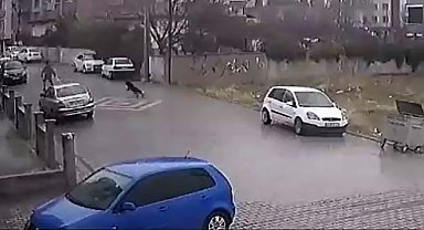 Kendisine doğru koşan köpekleri fark etti, otomobil üzerine çıktı
