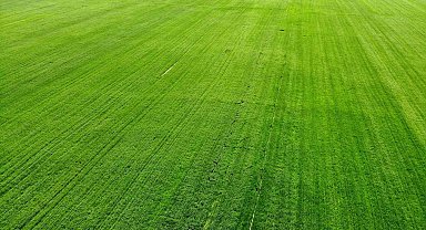 Tahıl ambarı Konya Ovası'nda yağışlarla rekolte beklentisi arttı
