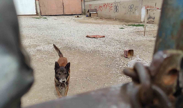 Yasaklı cins köpek barınağa teslim edildi