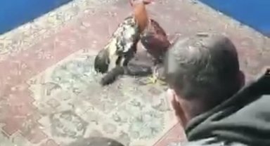 Hayvan koruma derneğine horoz dövüşü baskını