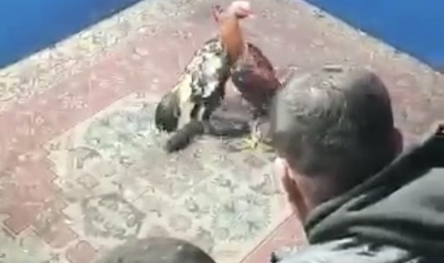 Hayvan koruma derneğine horoz dövüşü baskını