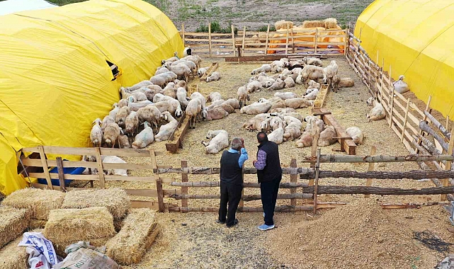 Keçiören'de kurban pazarı kuruldu, satışlar başladı
