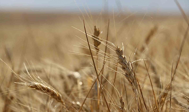 İç Anadolu'daki hasatta kuraklık izleri