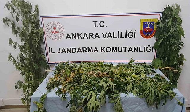 Ankara'da 298 kök kenevir ele geçirildi
