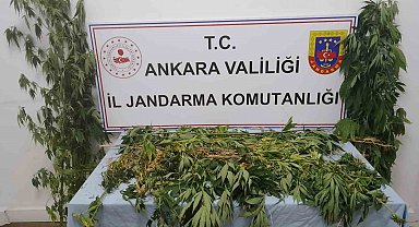 Ankara'da 298 kök kenevir ele geçirildi