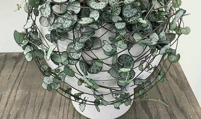 Cool Concept Flower ve Kalp Kalbe Karşı Çiçeği Aşkın Sembolü