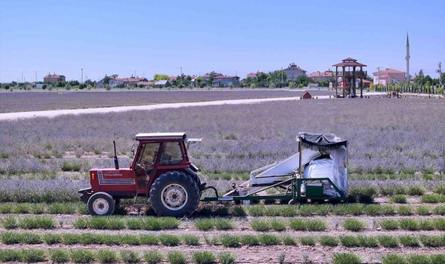 Karatay Lavanta Bahçeleri'nde hasat zamanı