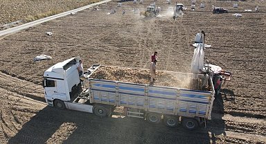 Tomarza'da Patates Hasadı Başladı