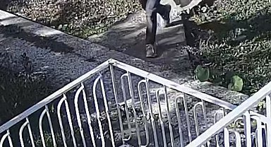 Bağ faresi polisten kaçamadı