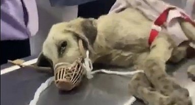 Vatandaş buldu belediye ekipleri köpeğin tedavisini üstlendi