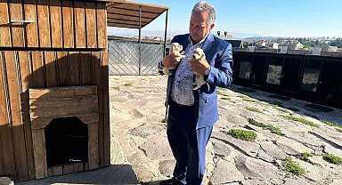 Ali Dağı Mini Çiftliğin sevimli patileri