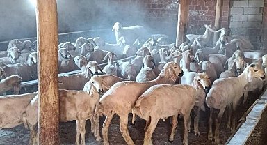 Rahat tavırlı koyun hırsızları kamerada