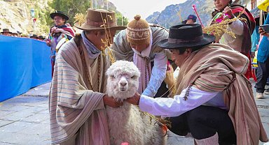 TİKA Peru'da "Alpaka Çiftliği" kurdu