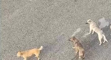 Ankara Mamak'ta vatandaşlar sahipsiz köpeklerin çokluğundan tedirgin