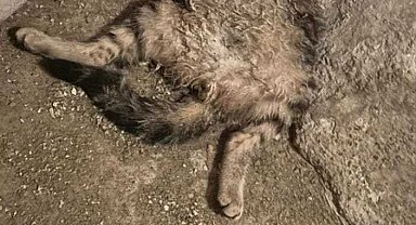 Öldürülen iki kedi bir binanın deposuna atıldı