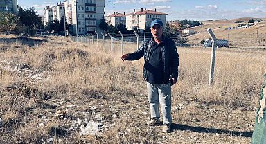 Ankara'da başıboş köpekler 35 tavuğu telef etti