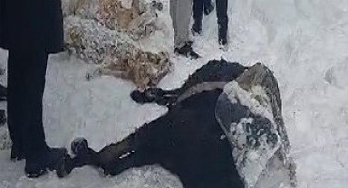 Tipiye yakalanan 350 koyun ve eşek donarak telef oldu