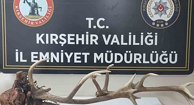 Avlanması yasak kızıl geyik boynuzunu satarken yakalandı