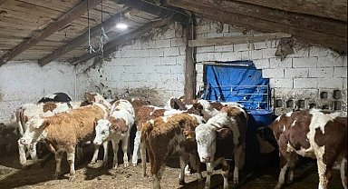 Büyükbaş hayvan dolandırıcıları yakalandı