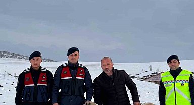 Çalınan çoban köpeklerini jandarma buldu