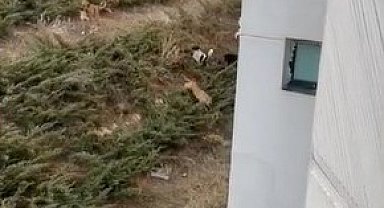 Çankaya'daki sahipsiz köpek sürüleri mahalle halkını tedirgin ediyor